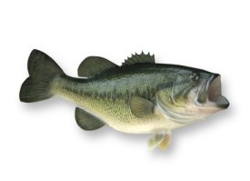 kirksoutherntrout