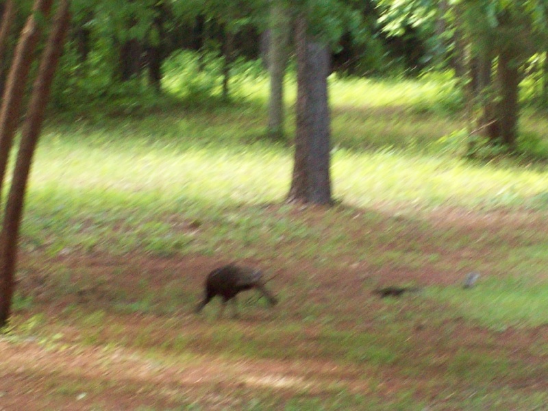  Turkey Hen in the front yard