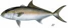 Amberjack