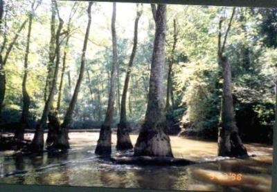 Alcovy River